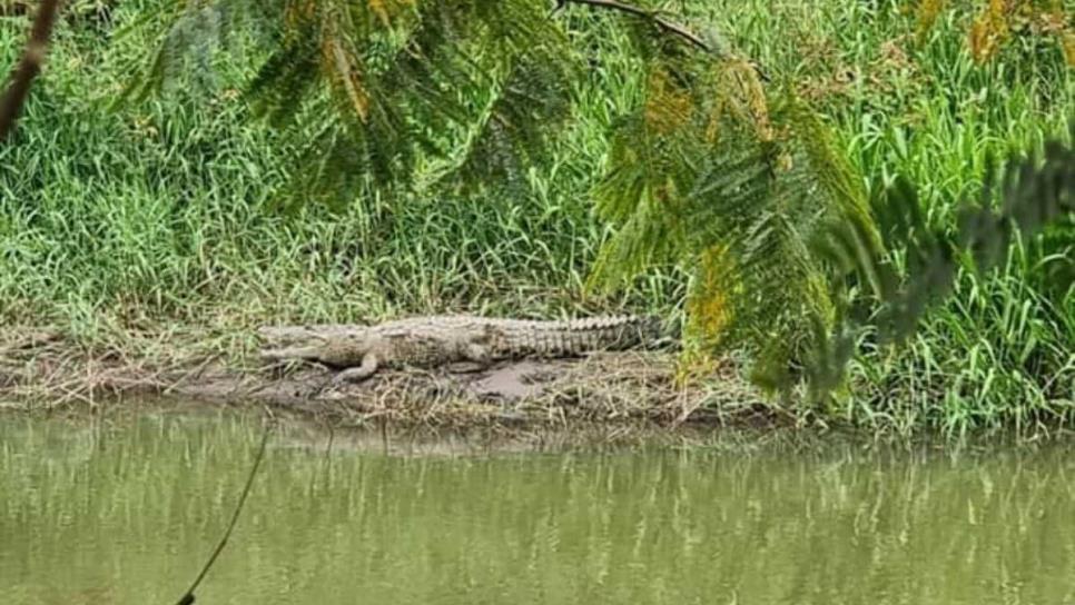 Cocodrilos de Culiacán: ¿A dónde migraron estos reptiles tras secarse el río?