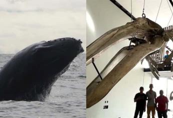 Museo de la Ballena en Mazatlán: dónde estará y qué podrás ver en su interior