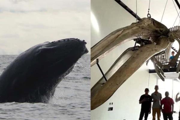 Museo de la Ballena en Mazatlán: dónde estará y qué podrás ver en su interior