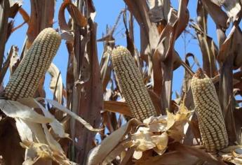 No habrá agua adicional para el ciclo agrícola 2024-2025 en Sinaloa: Conagua