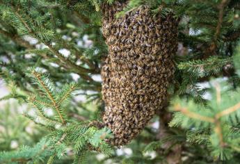 Ataque de abejas en Sinaloa: consejos que ayudarán a salvarte ante el peligro