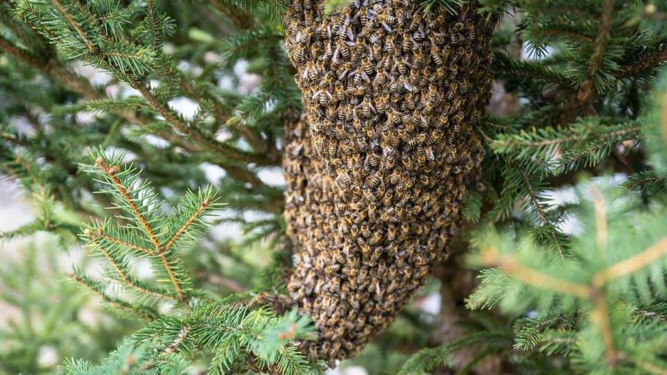 Ataque de abejas en Sinaloa: consejos que ayudarán a salvarte ante el peligro