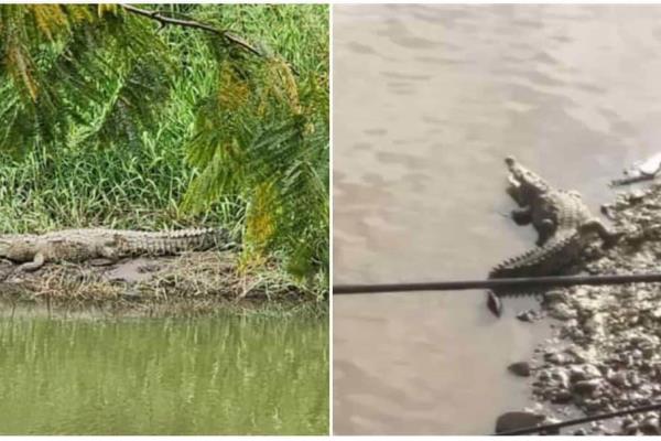 ¿Cuándo regresarán los cocodrilos al Río de Culiacán tras la sequía? 