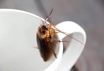 Ola de calor atrae la invasión de cucarachas, ¿qué enfermedades pueden transmitir estos insectos?