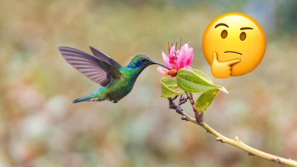 ¿Chuparrosa o colibrí? Esto significa que se aparezcan en tu jardín ¿Chuparrosa o colibrí? Esto significa que se aparezcan en tu jardín