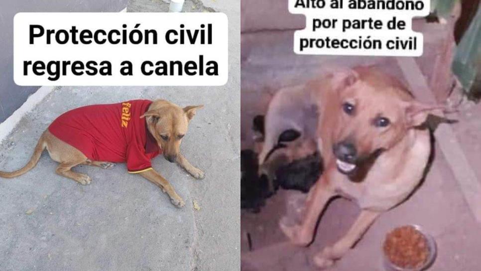 Animalistas denuncian a Protección Civil por abandono de perrita en Los Mochis