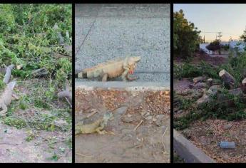 Talan árboles en Los Mochis y dejan a iguanas sin su hábitat natural