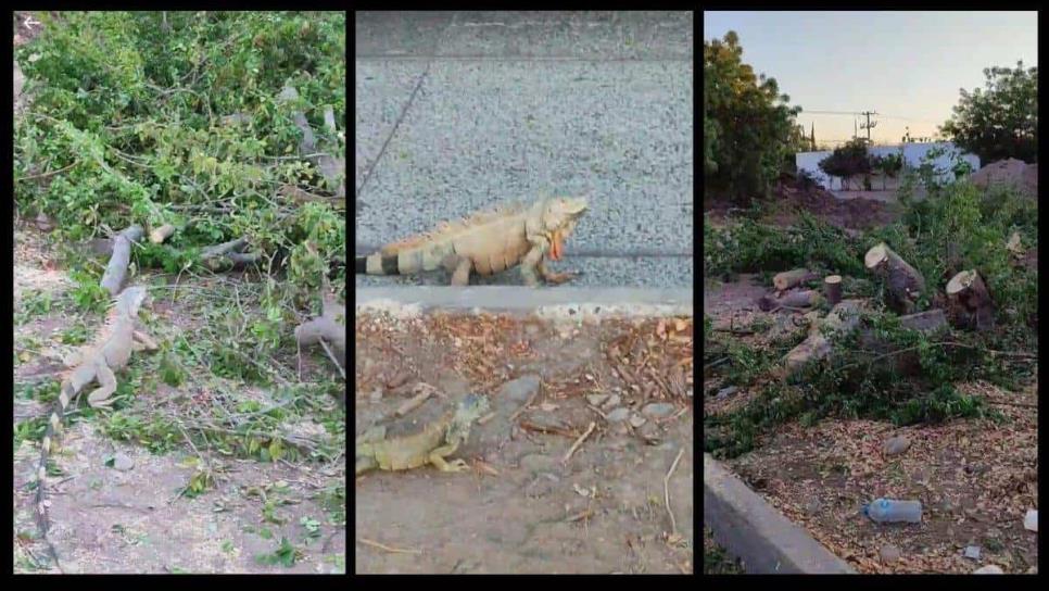 Talan árboles en Los Mochis y dejan a iguanas sin su hábitat natural