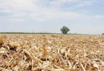 Inicia ventana fitosanitaria en Sinaloa