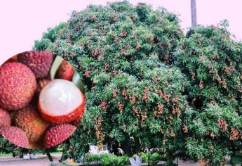 Así puedes sembrar un árbol de lichi en el patio de tu casa