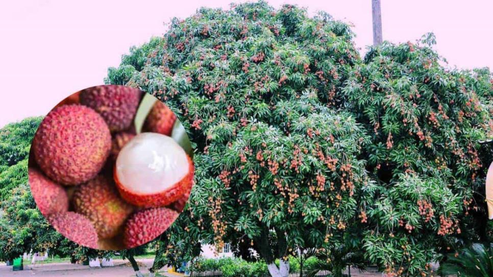 Así puedes sembrar un árbol de lichi en el patio de tu casa