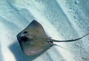 En alza los casos de contacto traumático con animales marinos en Mazatlán 
