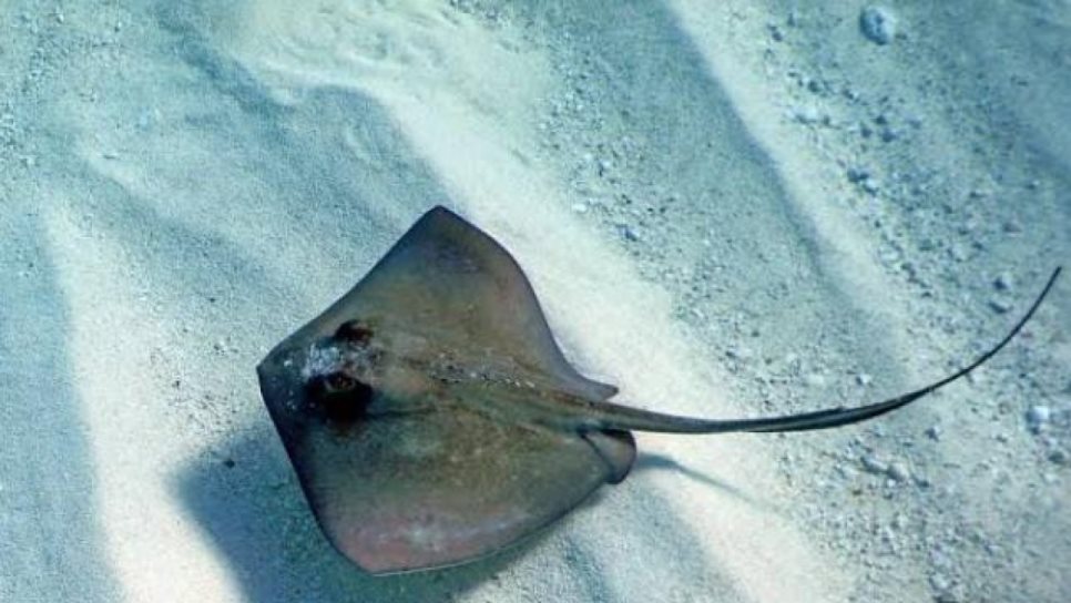En alza los casos de contacto traumático con animales marinos en Mazatlán 