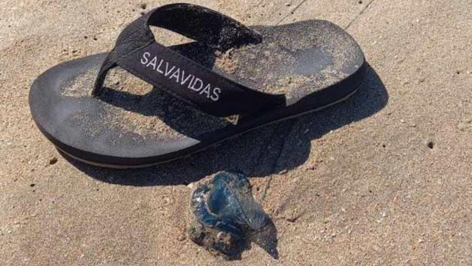 Quemadores en playas de Mazatlán: ¿qué son y qué hacer ante una picadura?
