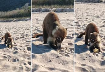 Alerta en la Isla Venados de Mazatlán por la presencia de estos animales que roban alimentos | VIDEO