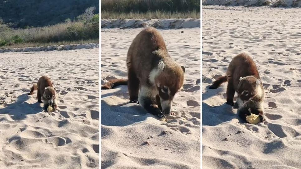 Alerta en la Isla Venados de Mazatlán por la presencia de estos animales que roban alimentos | VIDEO