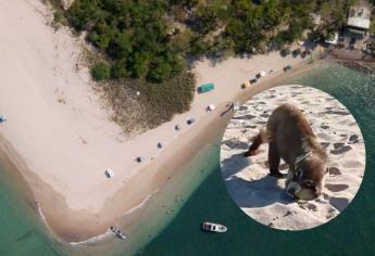 Isla Venados en Mazatlán ¿Cómo se llaman los animales que roban alimentos?