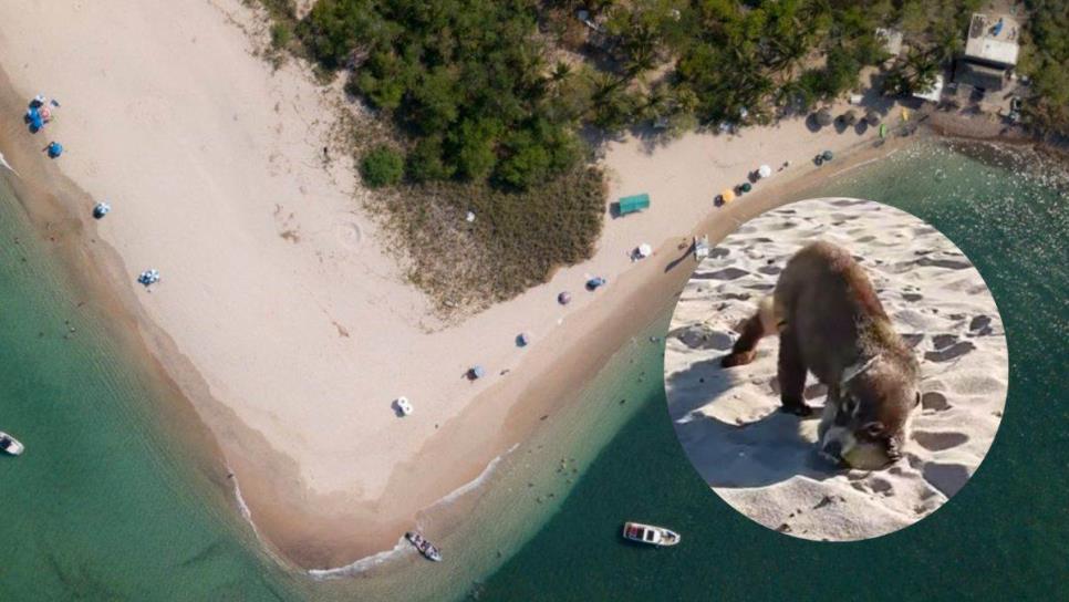 Isla Venados en Mazatlán ¿Cómo se llaman los animales que roban alimentos?