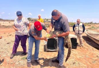 «En Culiacán adoptan cocodrilos bebés y los abandonan al crecer»; acusa PC