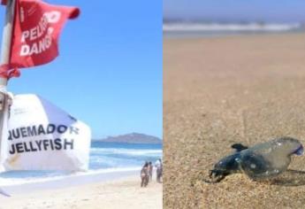 ¡Alerta por quemadores en Mazatlán! Conoce cómo actuar ante estas quemaduras