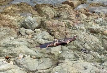 Muerto y en estado de descomposición aparece delfín en playas de Mazatlán