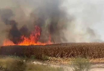 Sequía inhibe quema de soca en Culiacán y Navolato