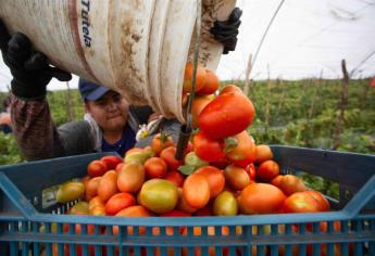 Estados Unidos quita restricciones a importación de tomate después de 4 años