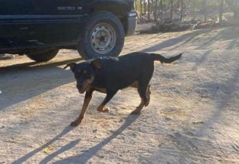 «Tenemos miedo y exigimos justicia», familia de «Leydi», perrita asesinada, marchará en Choix