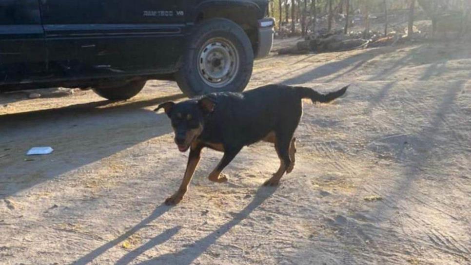 «Tenemos miedo y exigimos justicia», familia de «Leydi», perrita asesinada, marchará en Choix