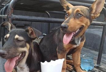 Jauría de perros ataca a una estudiante de secundaria en El Palmito, Culiacán