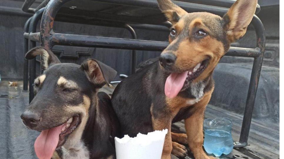 Jauría de perros ataca a una estudiante de secundaria en El Palmito, Culiacán