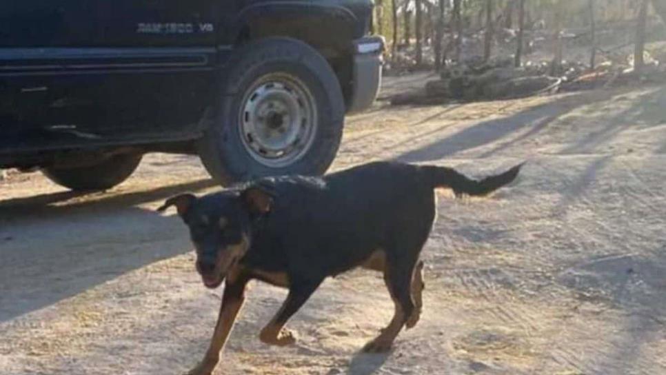 Asesino de la perrita «Leydi», en Choix, alcanzaría pena de prisión; están cerca de detenerlo