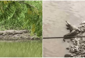 Lluvias podrían ser factor para el avistamiento de cocodrilos en Sinaloa