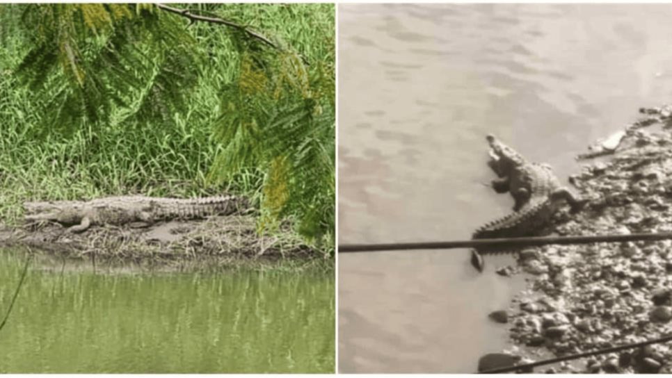 Lluvias podrían ser factor para el avistamiento de cocodrilos en Sinaloa