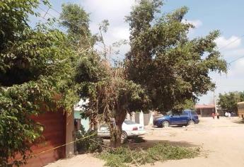 Muere hombre electrocutado al podar un árbol en Ruiz Cortines, Guasave