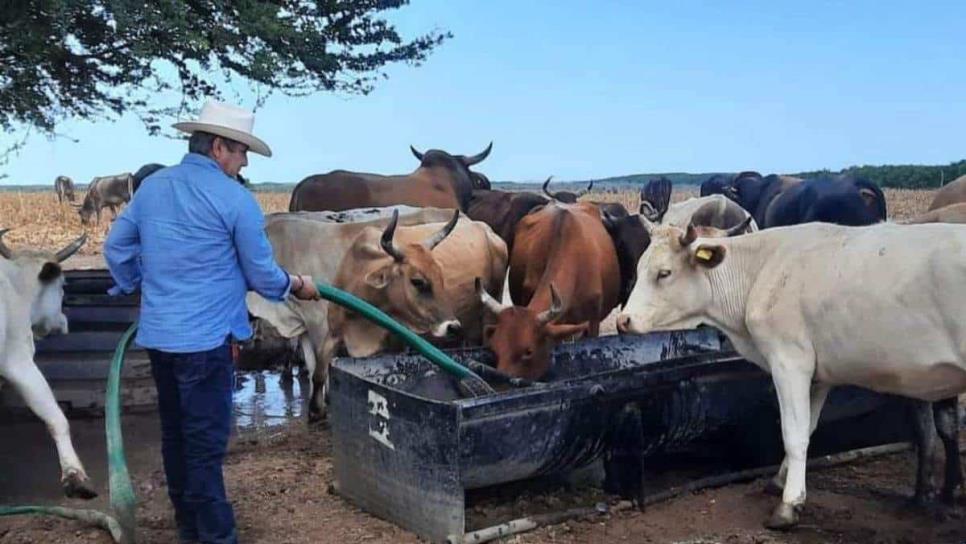 Rastros clandestinos obstruyen recuperación de status zoosanitario en Sinaloa. Rastros clandestinos obstruyen recuperación de status zoosanitario en Sinaloa.