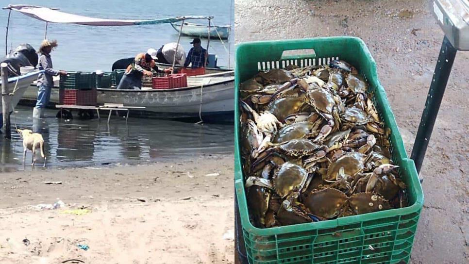 Lluvias benefician a la pesca de jaiba en Sinaloa