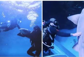 Shark Nights, inigualable experiencia de convivir con tiburones en el Gran Acuario Mazatlán 