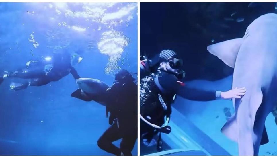 Shark Nights, inigualable experiencia de convivir con tiburones en el Gran Acuario Mazatlán 