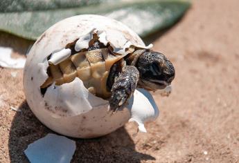 ¿Qué hacer si ves a una tortuga desovando en las playas de Mazatlán?