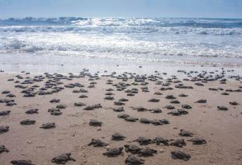 Esta playa de Mazatlán se le considera una de las más limpias de Sinaloa y todo México