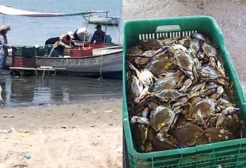 Pescadores sinaloenses sobreviven gracias a la captura de jaiba