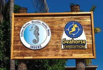 Seahorse Expedition, así es la granja de caballitos de mar en la Isla de La Piedra