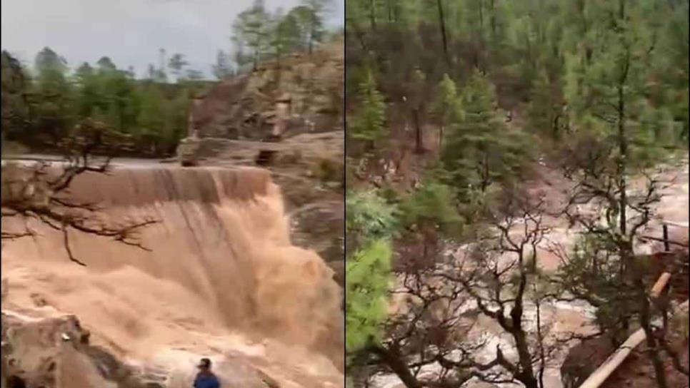 Así llegan los arroyos a las presas de Sinaloa desde la sierra de Chihuahua | VIDEO