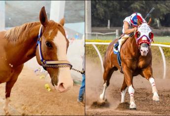 ¿Quién era el dueño de «El Payaso», icónico caballo de carreras en Culiacán?