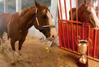 ¿Por qué era tan famoso «El Payaso», querido caballo de carreras en Culiacán?