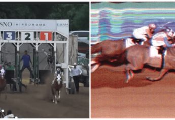 Así fue la última carrera de «El Payaso», el caballo más famoso de Culiacán | VIDEO