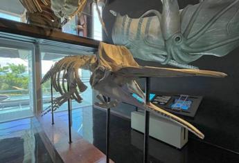 ¿Cuánto cuesta visitar el Museo Nacional de la Ballena en Mazatlán?