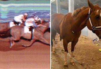 Estos fueron los últimos momentos de «El Payaso» antes de morir; el caballo de carreras de Culiacán