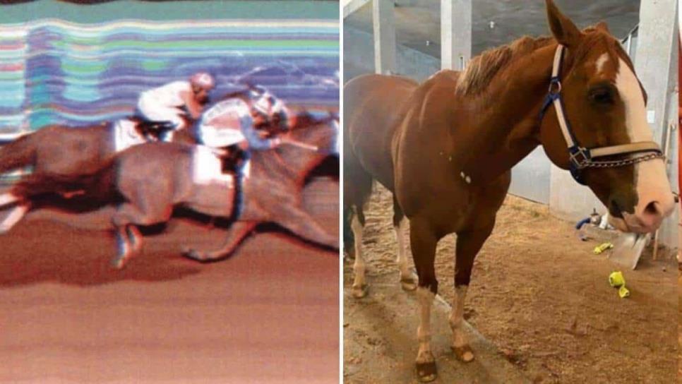 Estos fueron los últimos momentos de «El Payaso» antes de morir; el caballo de carreras de Culiacán